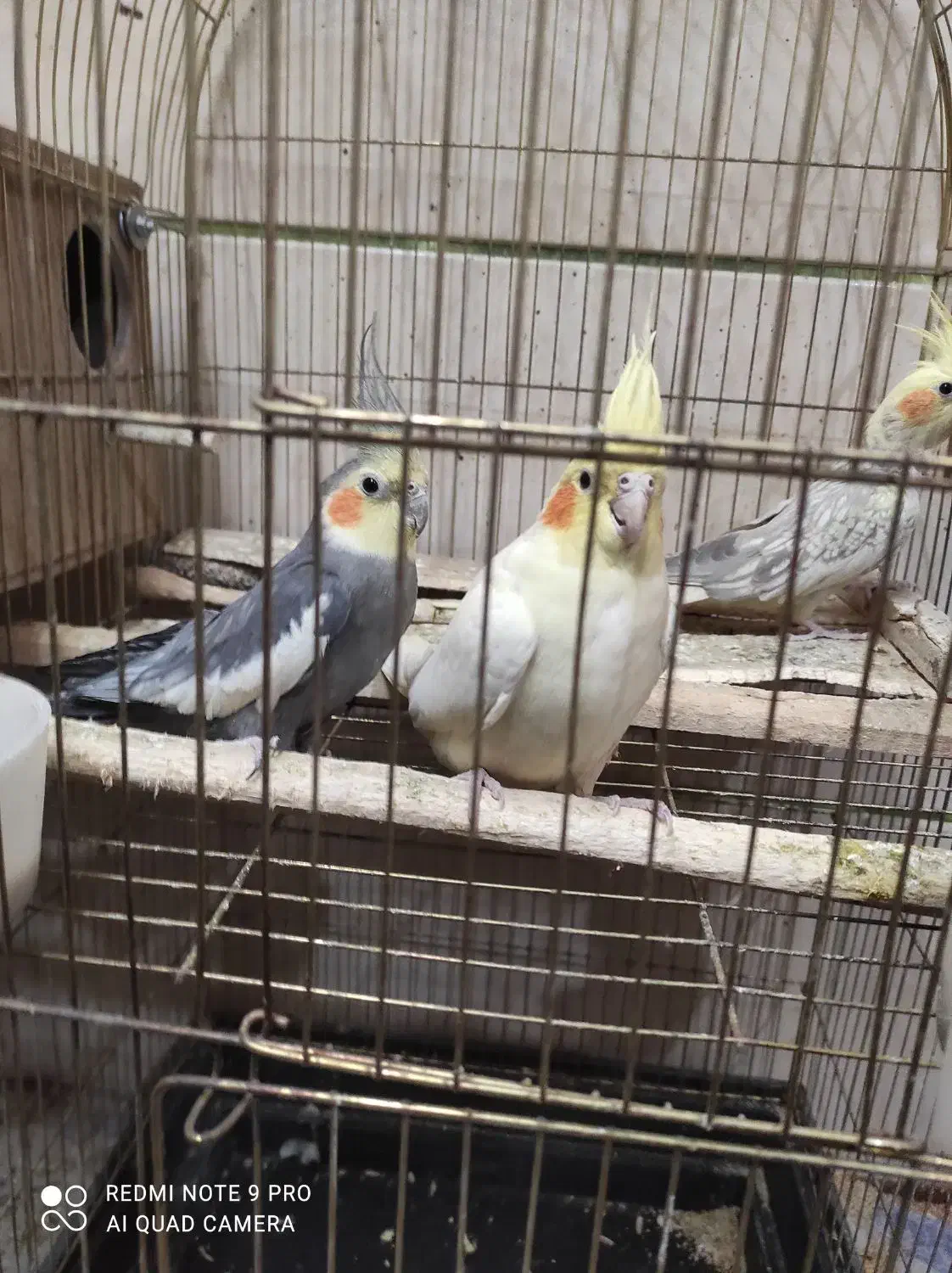 یک جفت عروس هلندی به همراه جوجه دان خور|پرنده|الوند, |دیوار