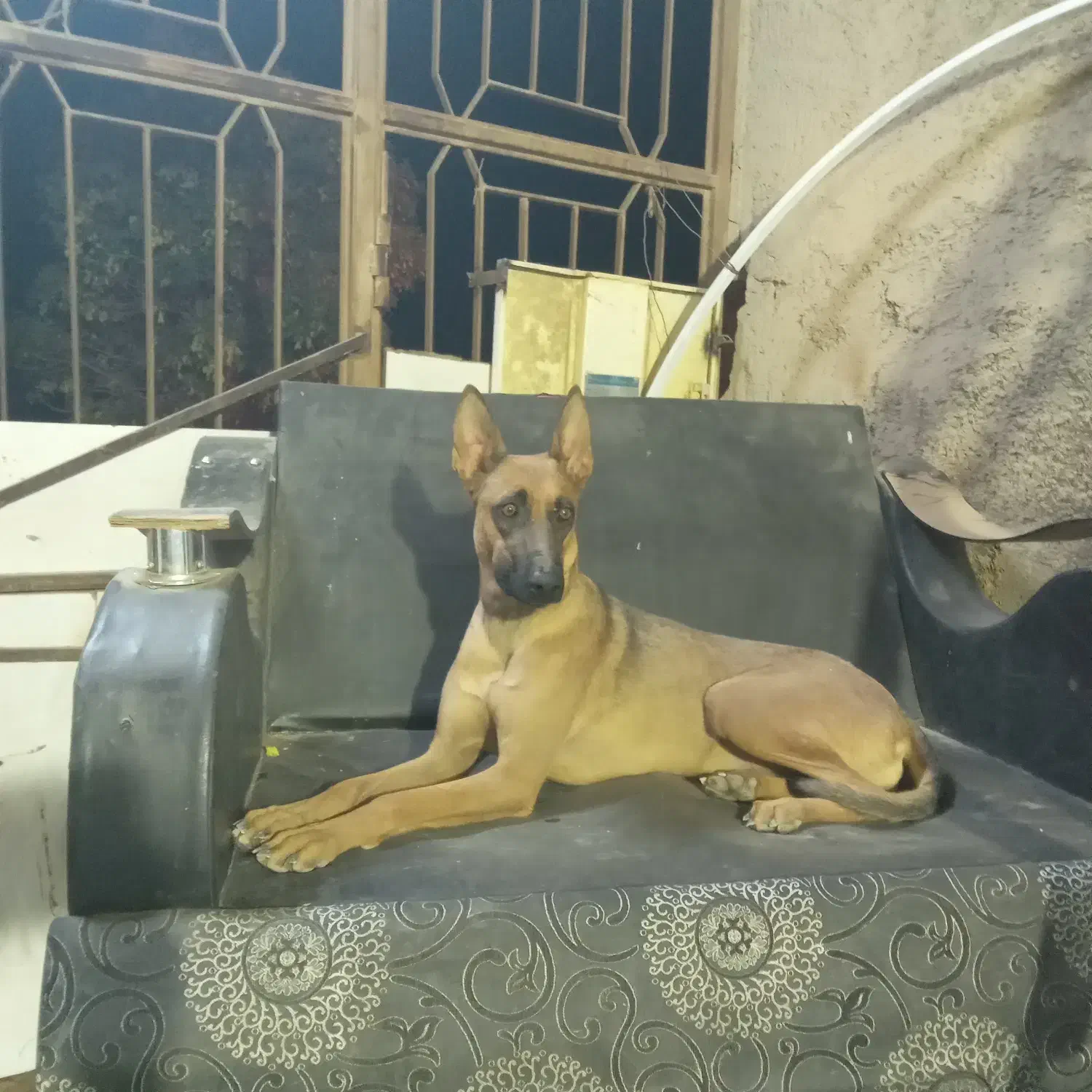 فروش سگ مالینویز|سگ|شهر بابک, |دیوار