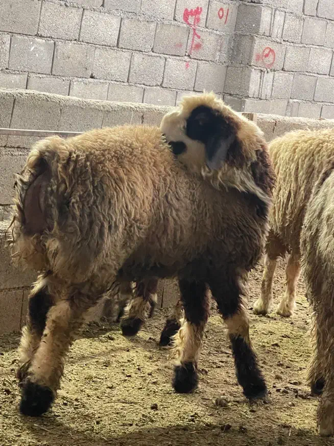 بره چاق و داشتی|حیوانات مزرعه|جم, |دیوار