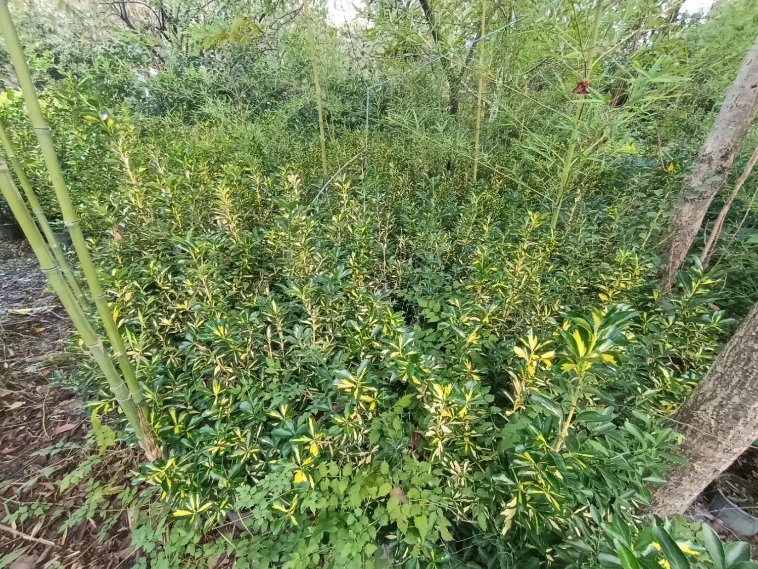 شمشاد طلایی   و ابلق|خدمات باغبانی و درختکاری|کلاچای, |دیوار