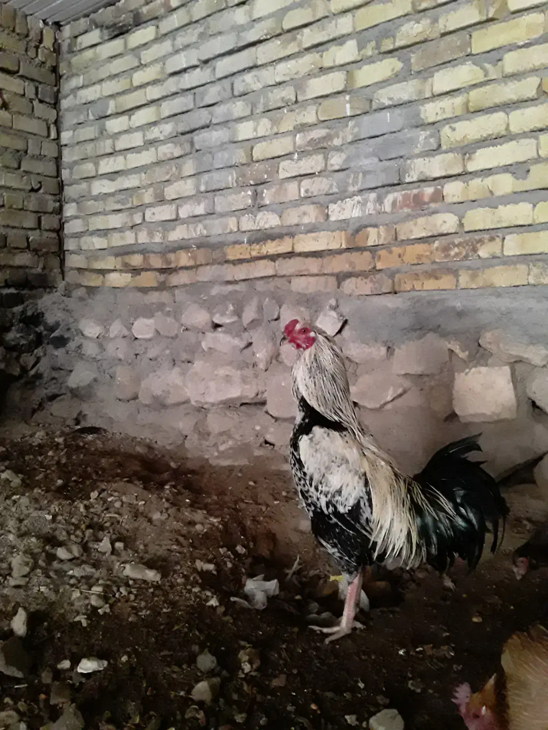 دو عدد خروس یکی لاری یکیش هم رسمی|پرنده|آوج, |دیوار