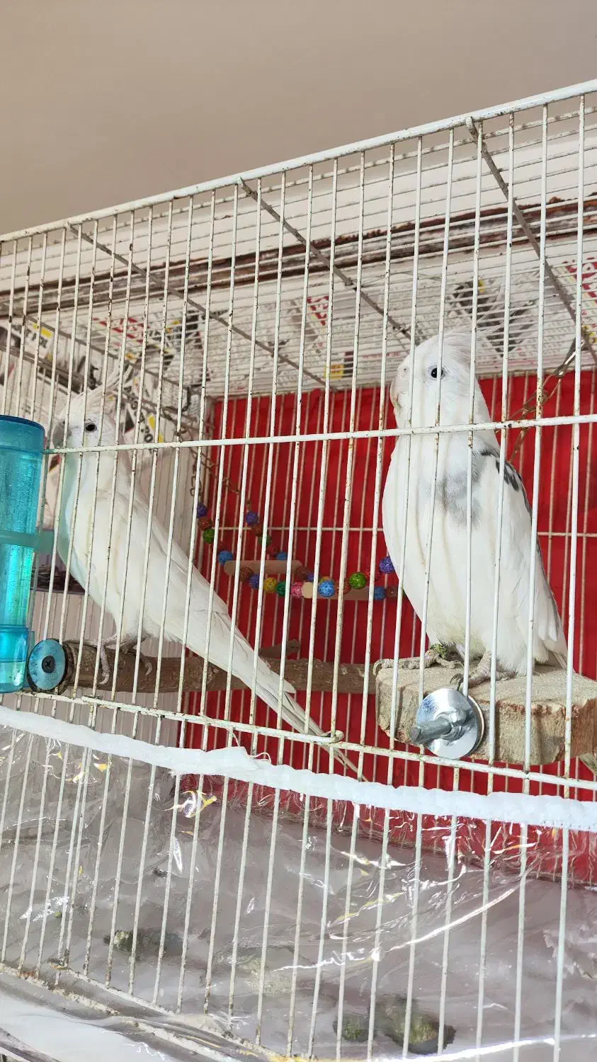 جفت عروس روی تخم و جوجه معاوضه|پرنده|مشهد, پنجتن|دیوار