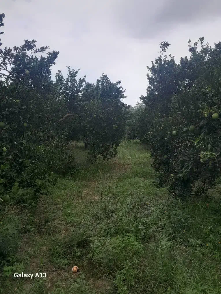 باغ پرتقال|فروش دفتر صنعتی، کشاورزی، تجاری|کیاکلا, |دیوار