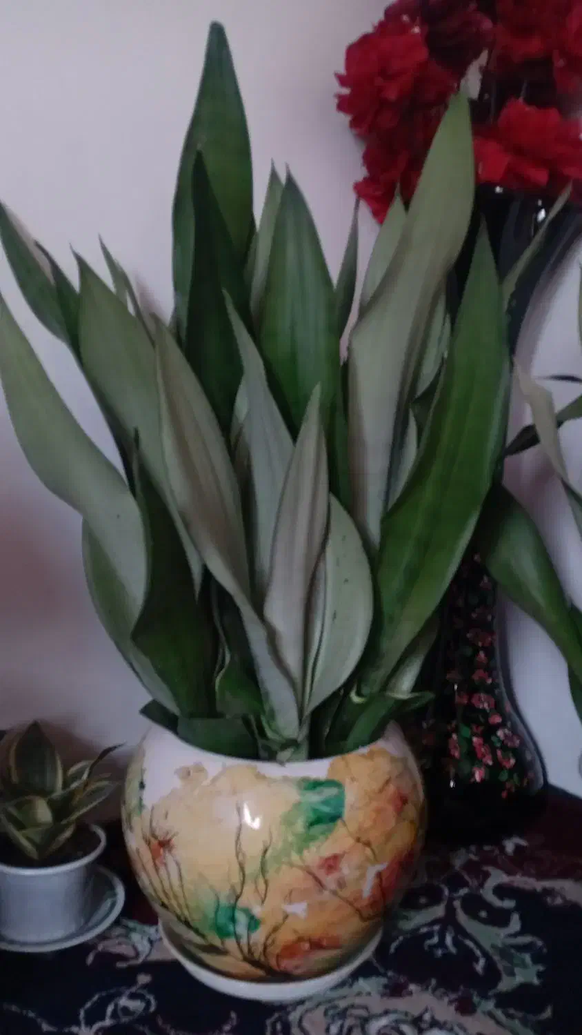 سانسوریا|گل و گیاه طبیعی|لاهیجان, آهندان|دیوار