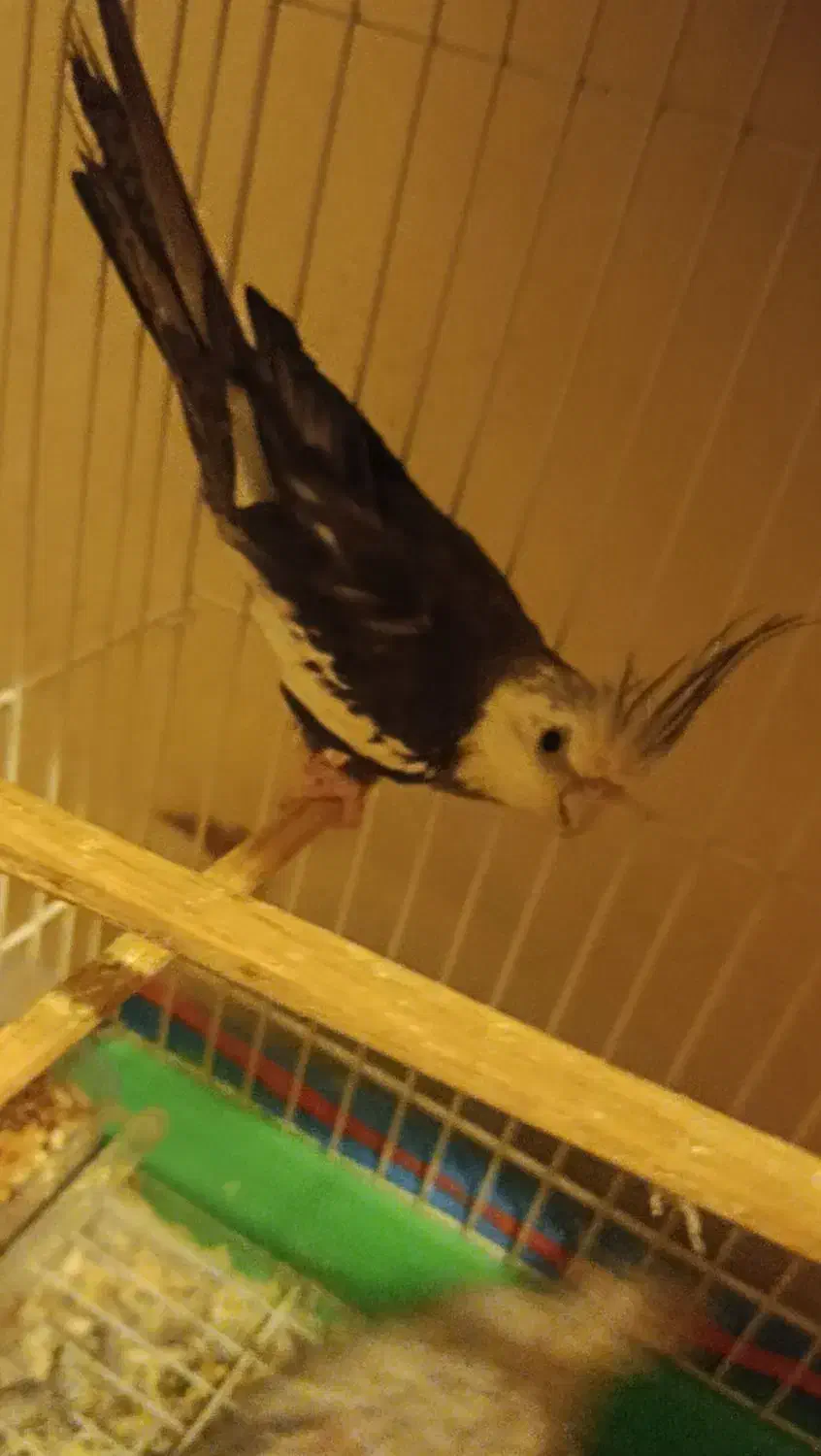 فروش یک جفت عروس هلندی|پرنده|کرمان, |دیوار