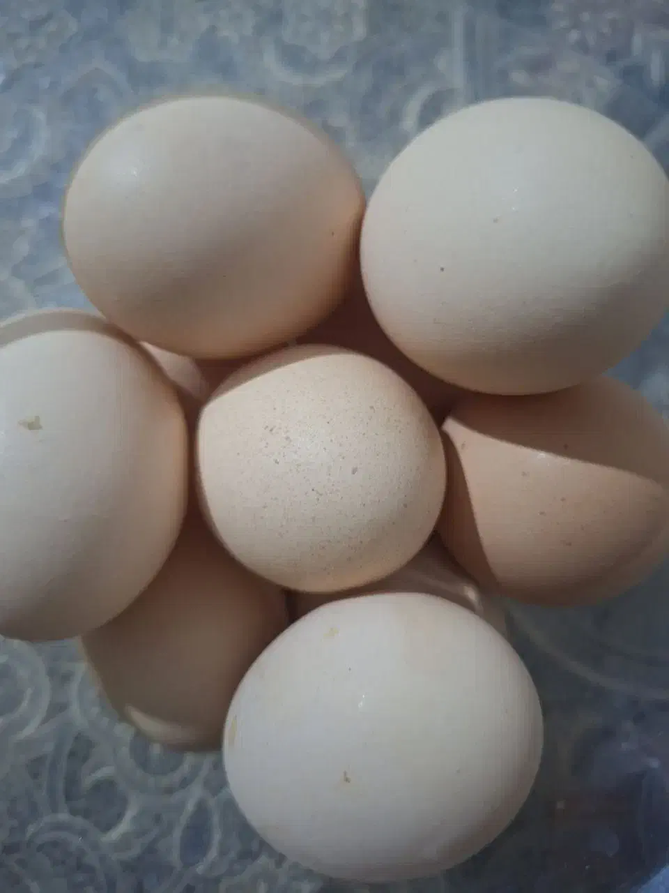 گله آفتابی. تخم مرغ محلی|خوردنی و آشامیدنی|بردسکن, |دیوار