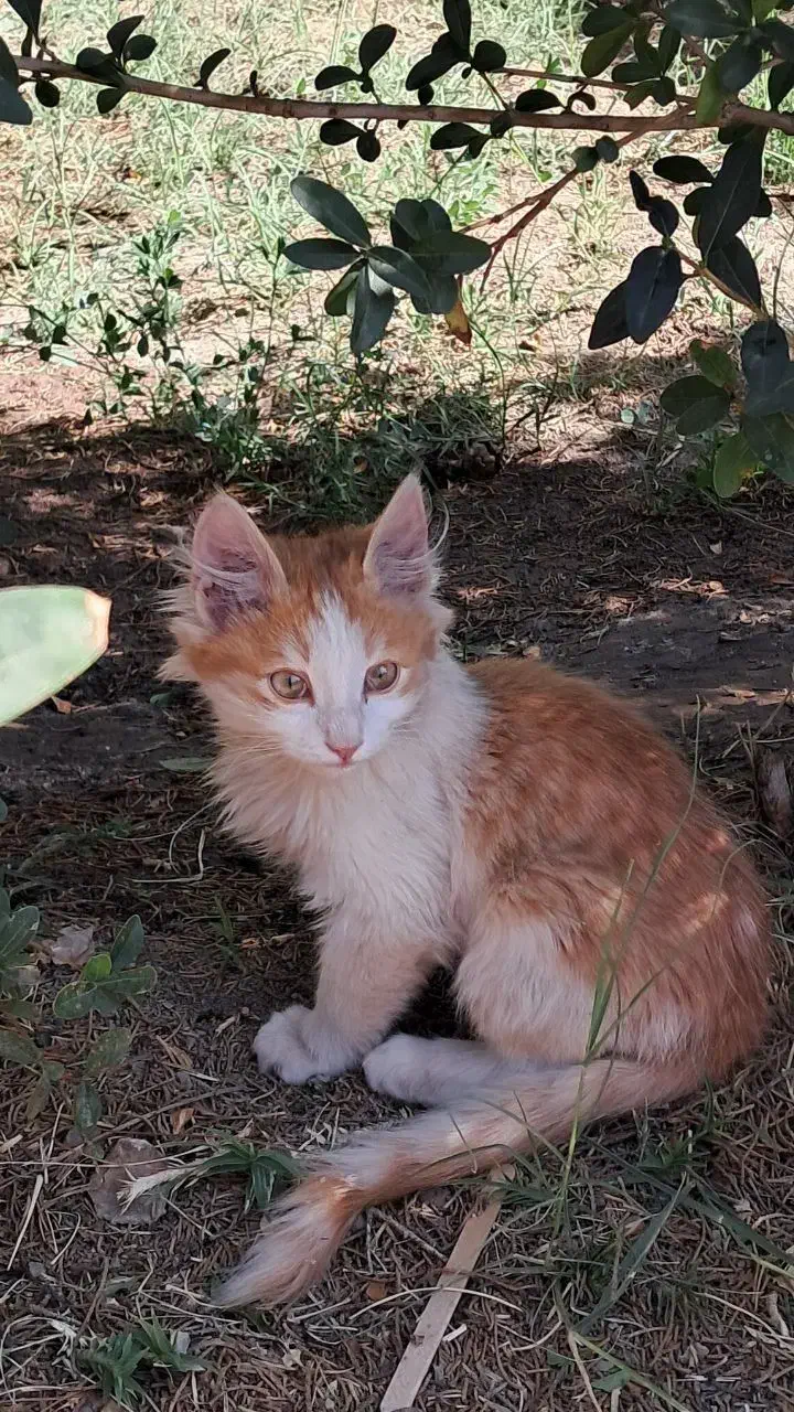 گربه|گربه|بیرجند, |دیوار