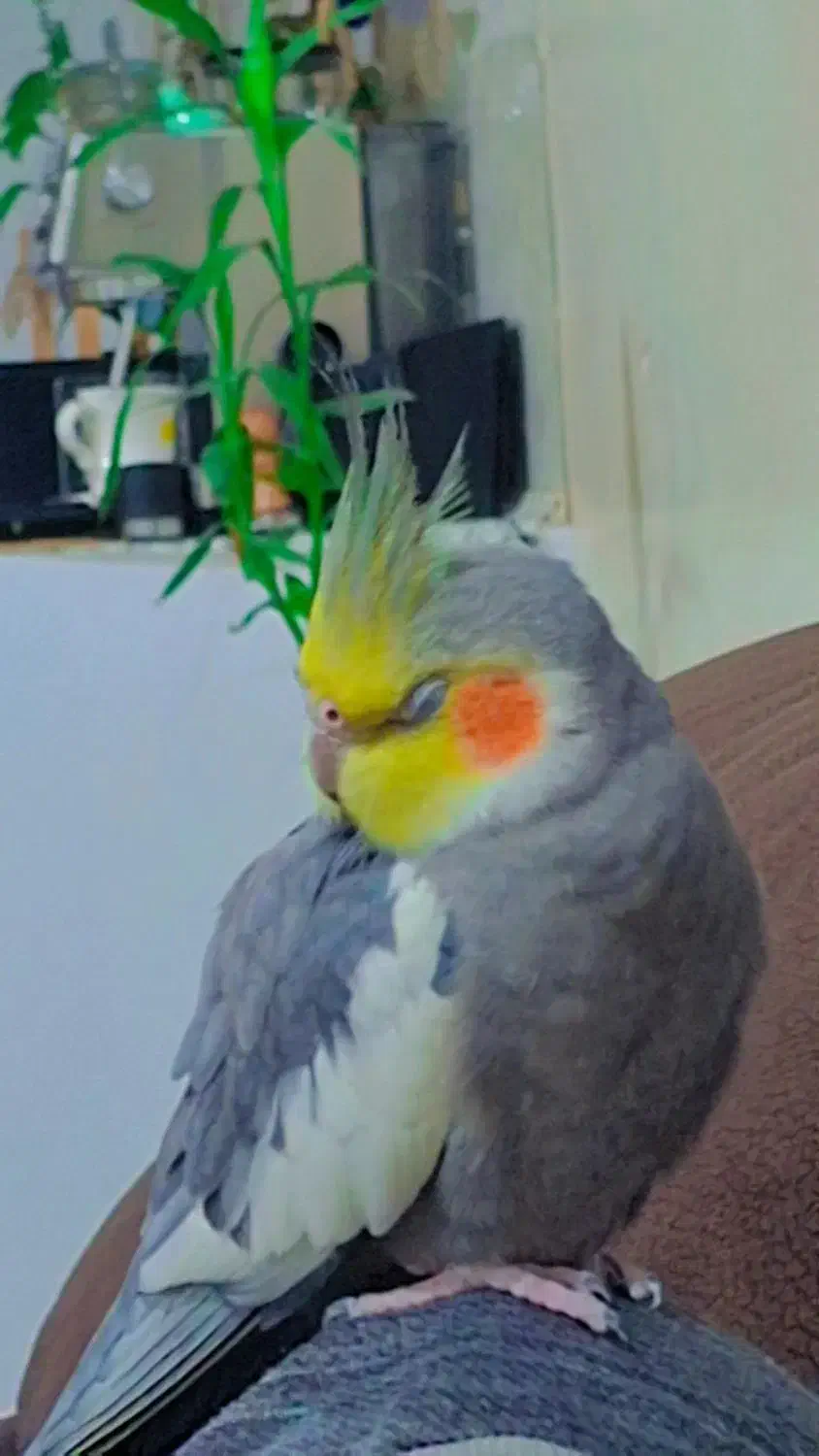 یه طوطی هلندی گم شده|حیوانات|اهواز, کوی کربن|دیوار