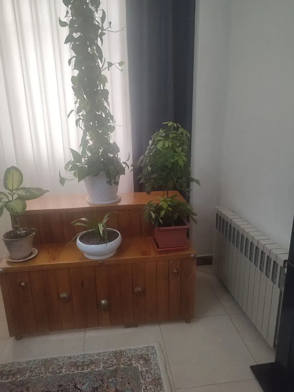 باکس گل با چوب روس محکوم بفروش میرسد|گل و گیاه طبیعی|شهریار, شهرک شاهد|دیوار