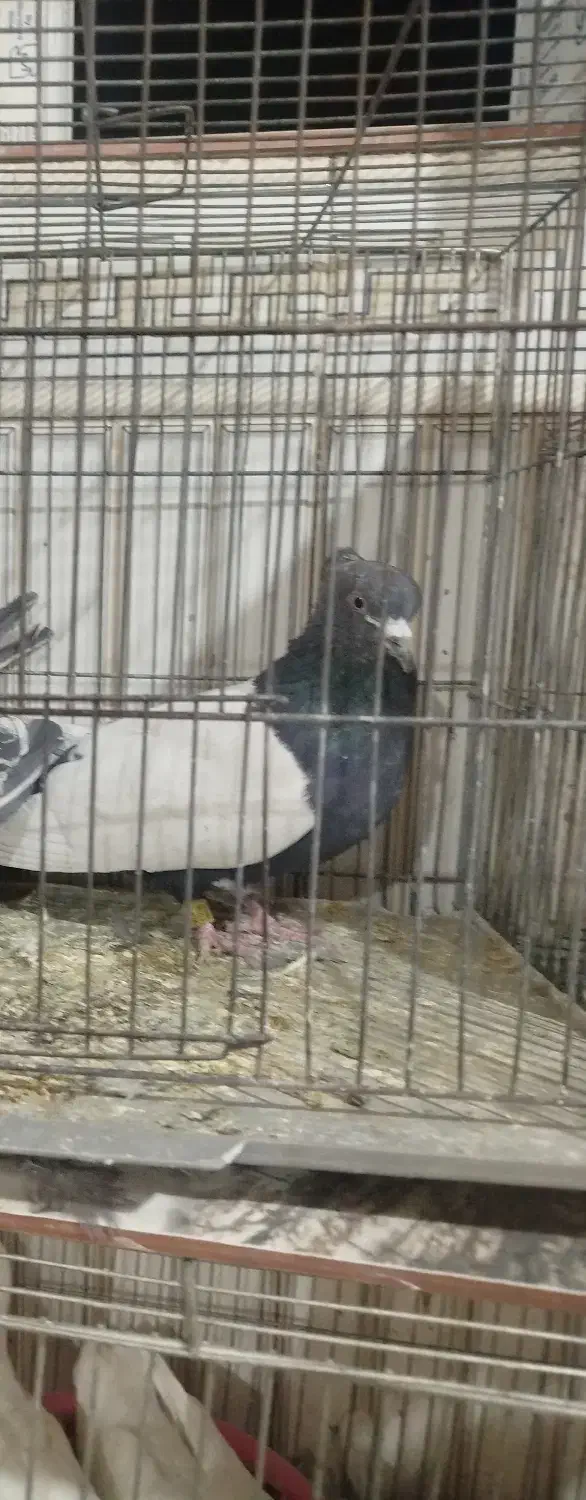 سینه ای سیاه|پرنده|خانمیرزا, |دیوار