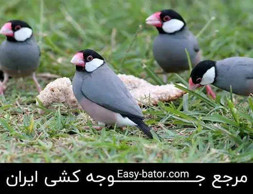 ۳۰عدد مرغ عشق و انواع فنچ|پرنده|ایذه, |دیوار
