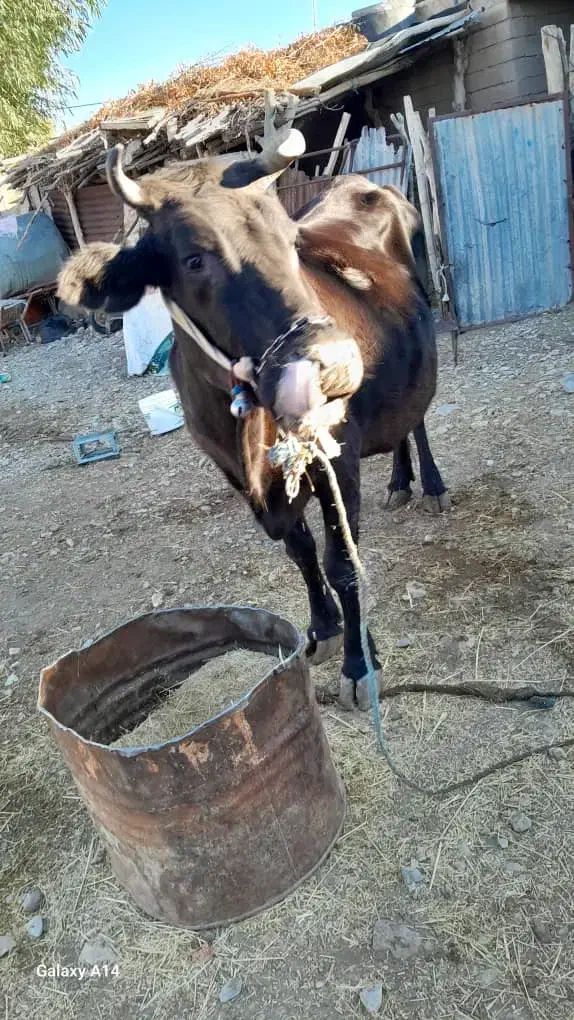 گاوفروشی|حیوانات مزرعه|باینگان, |دیوار