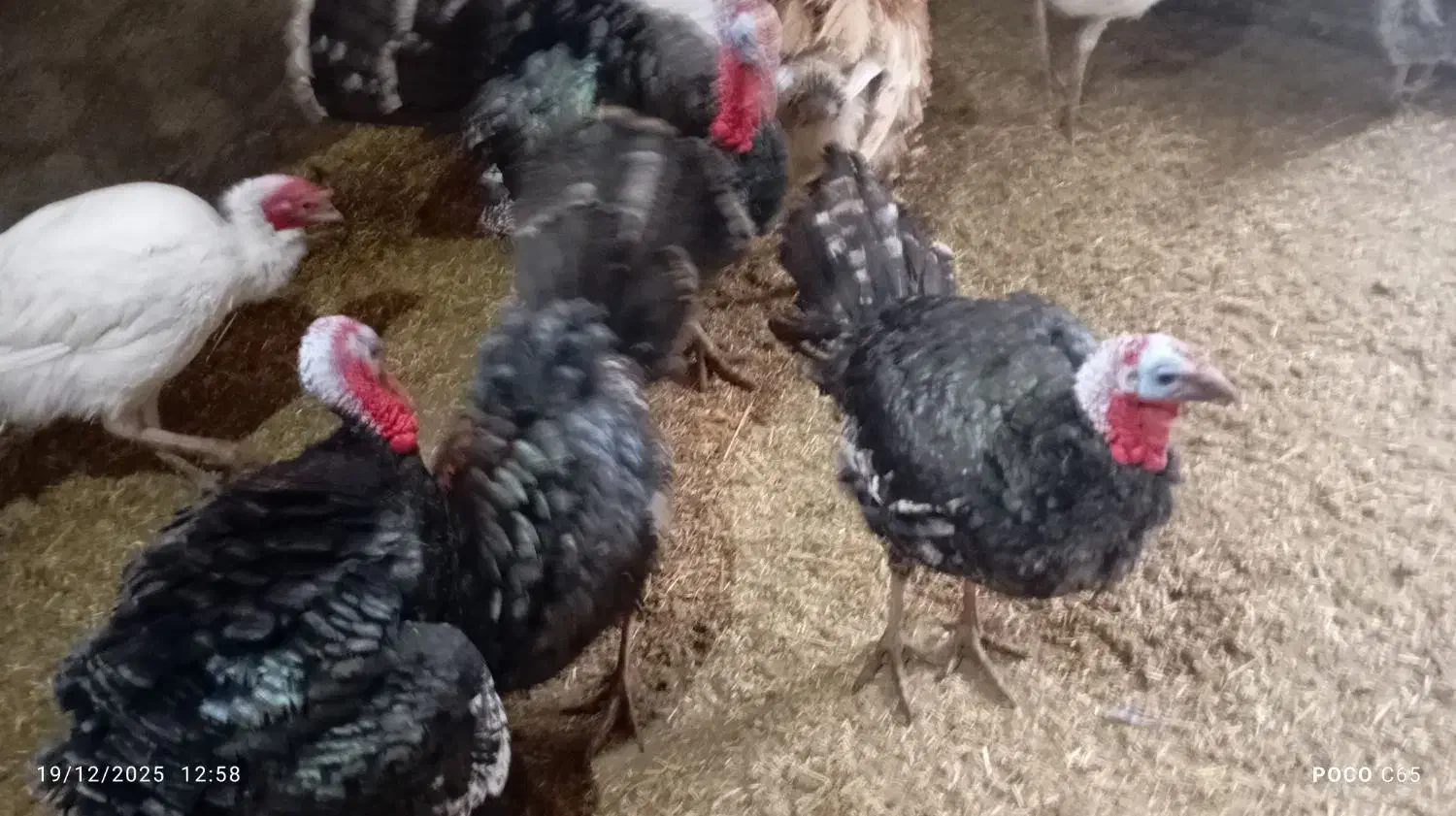 ۱۱تا بوقلمون ۶تا نر ۵تا ماده|حیوانات مزرعه|مشهد, تبادکان|دیوار