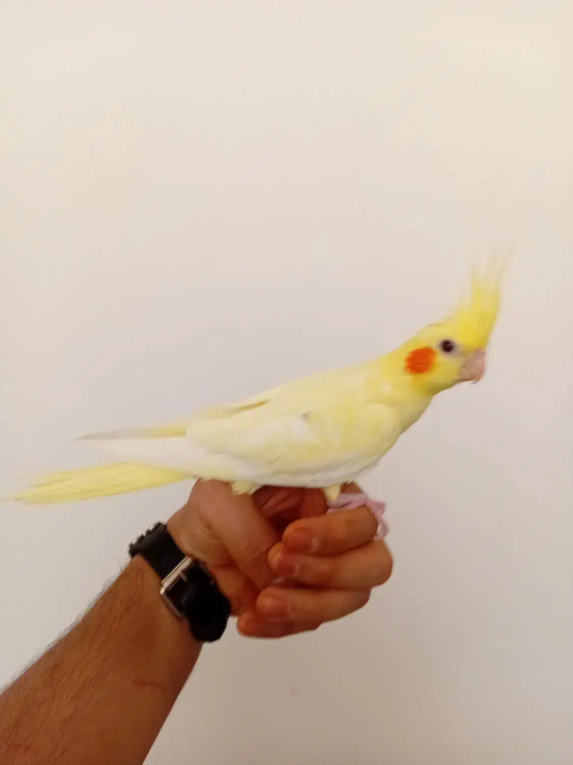 عروس هلندی لوتینو خال زعفرانی فول رام|پرنده|قدس, شهرقدس|دیوار