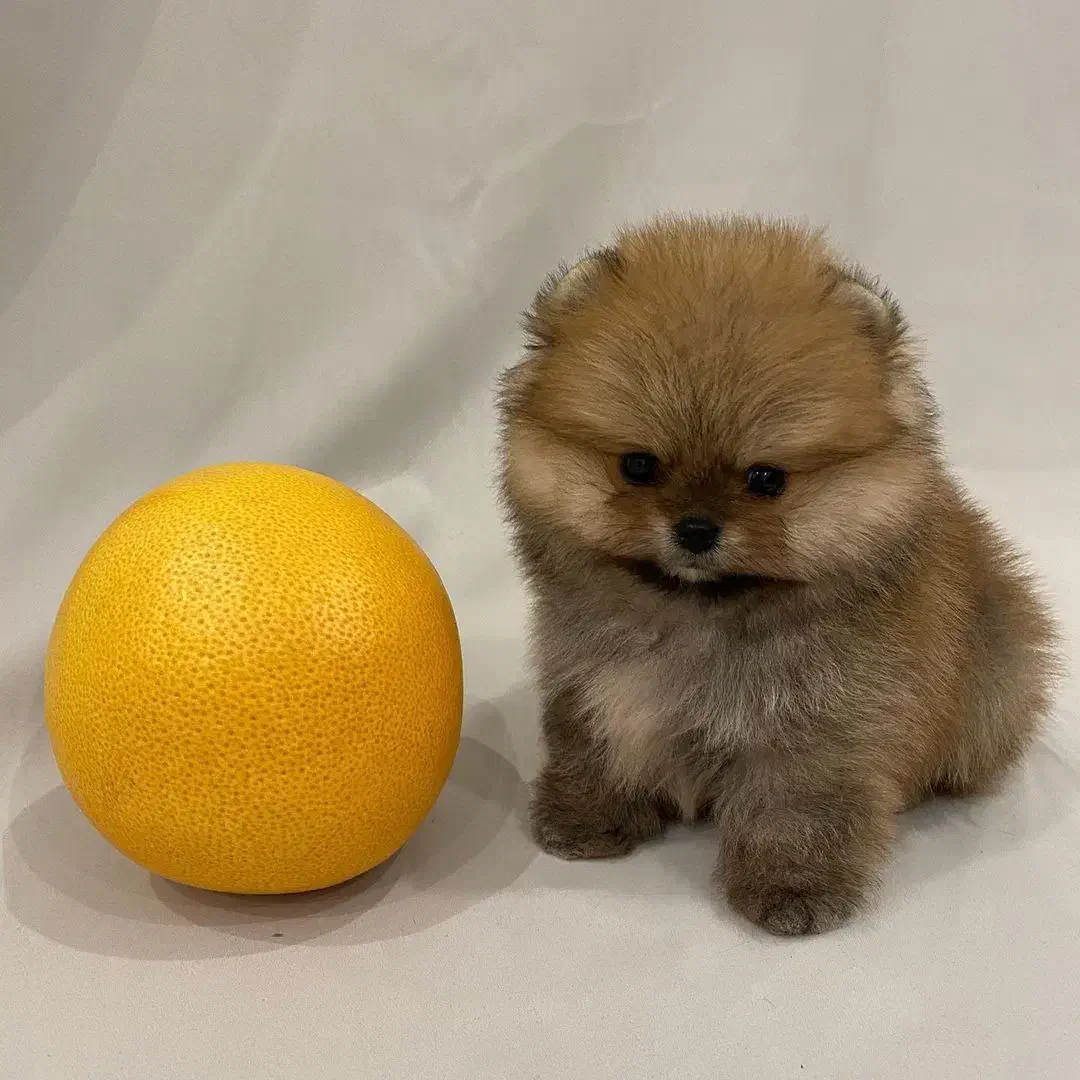 توله پامر پرتقالی پامرانین خرسی تیکاپ سایز ۲ ما|سگ|تهران, شهرک غرب|دیوار