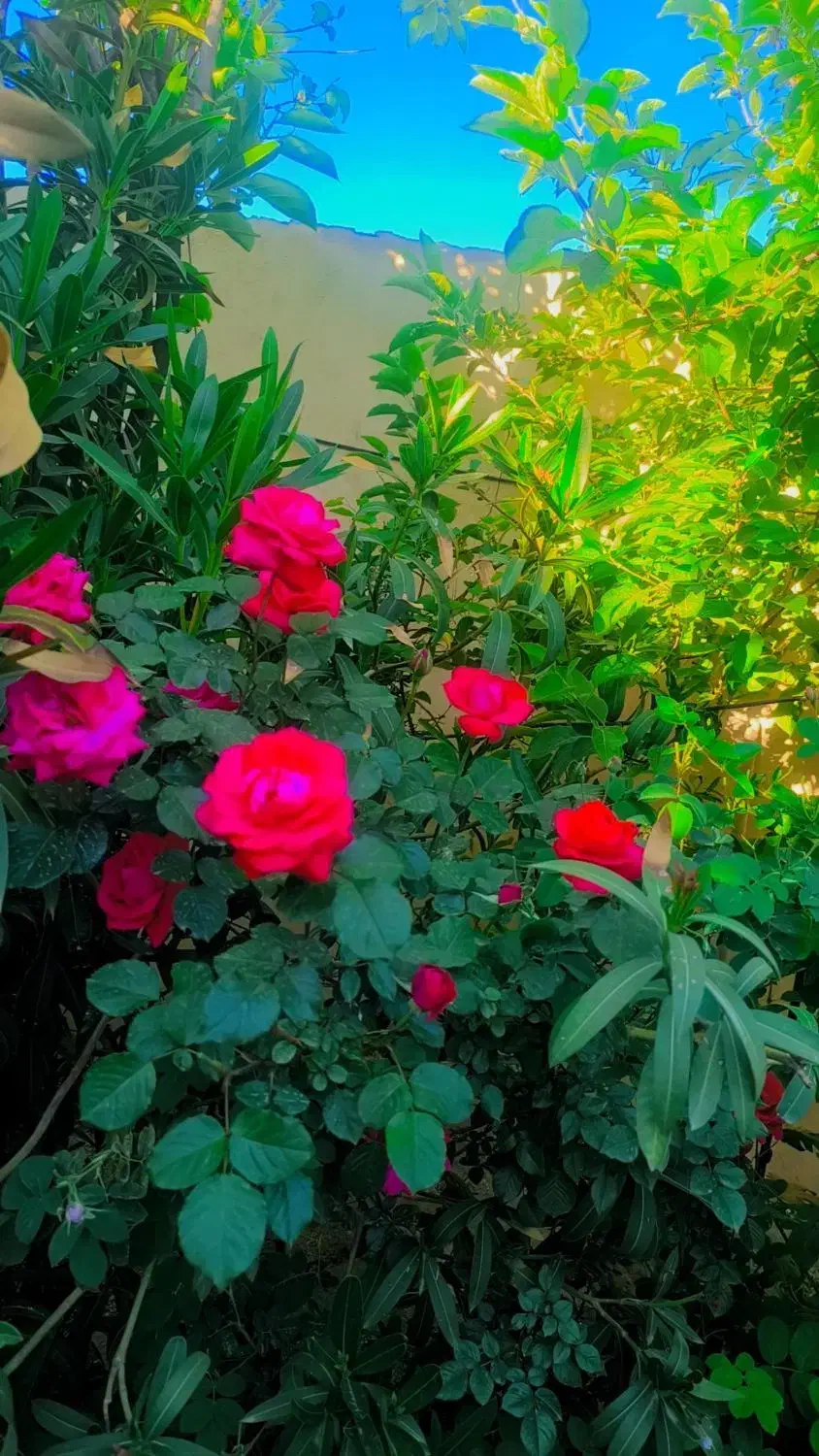 کارت ملی ب نام همایون سبزه وند گم کردم|اشیا|بروجرد, |دیوار