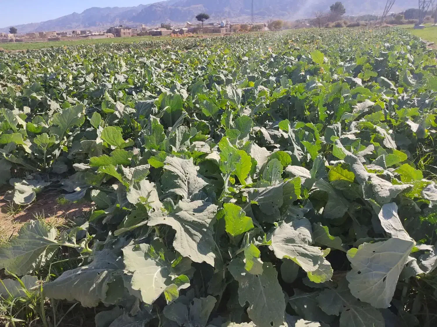 سر و خود شلغم|حراج|بیرجند, |دیوار