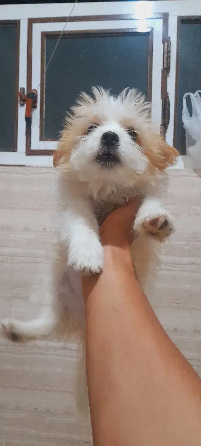 سگ شیتزو تریر|سگ|مرودشت, استادیوم‎|دیوار