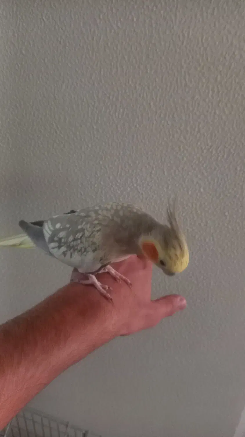 عروس هلندی|پرنده|شاهینشهر, گرگاب|دیوار