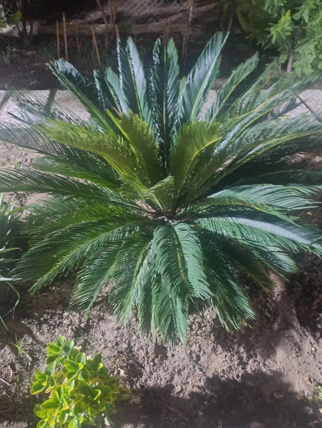 گل سیکاس|گل و گیاه طبیعی|ساری, |دیوار