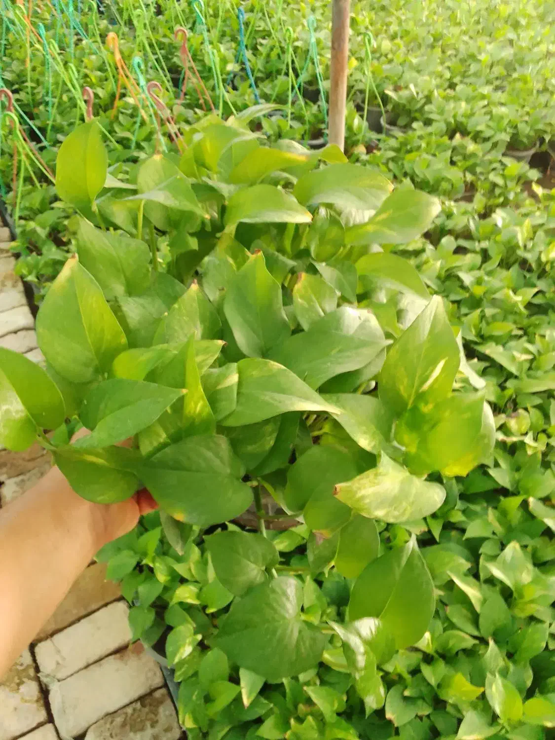 تولیدی گلهای اپارتمانی|گل و گیاه طبیعی|قرچک, صالح آباد|دیوار