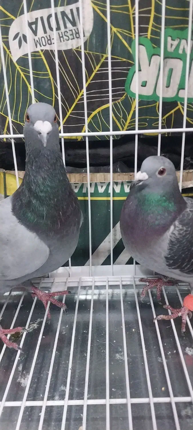 یک جفت پلاکی اصل خون پاک|پرنده|تهران, مسعودیه|دیوار