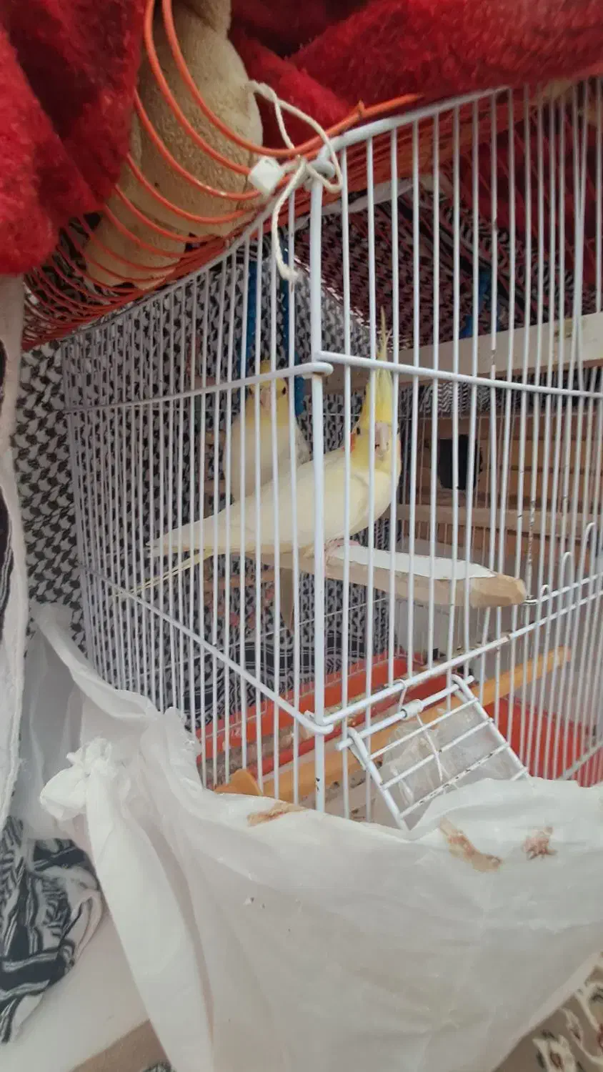 عروس هلندی|پرنده|خاو و میرآباد, |دیوار