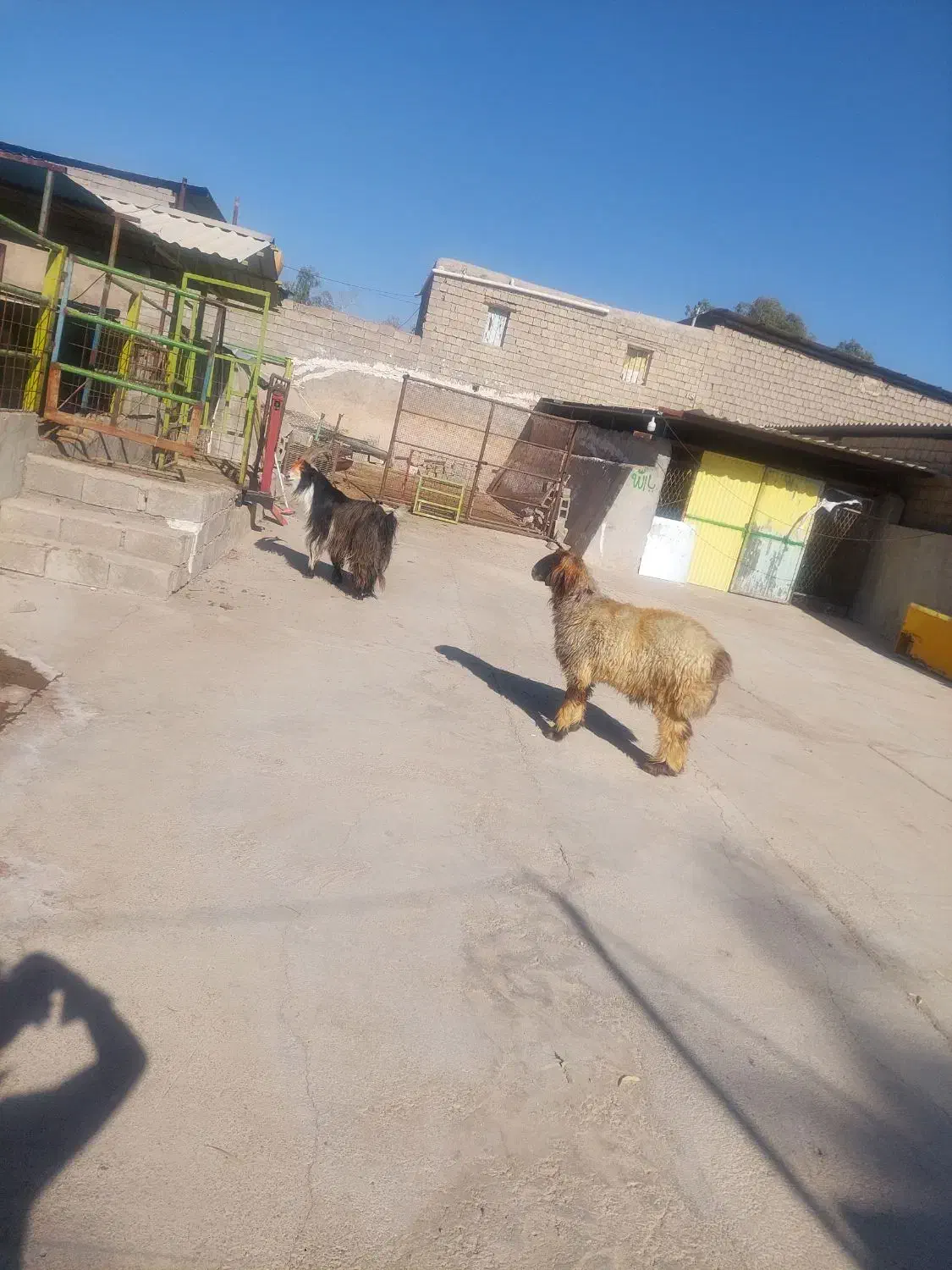 نرمیش و دوبر ترکی|حیوانات مزرعه|مسجد سلیمان, |دیوار