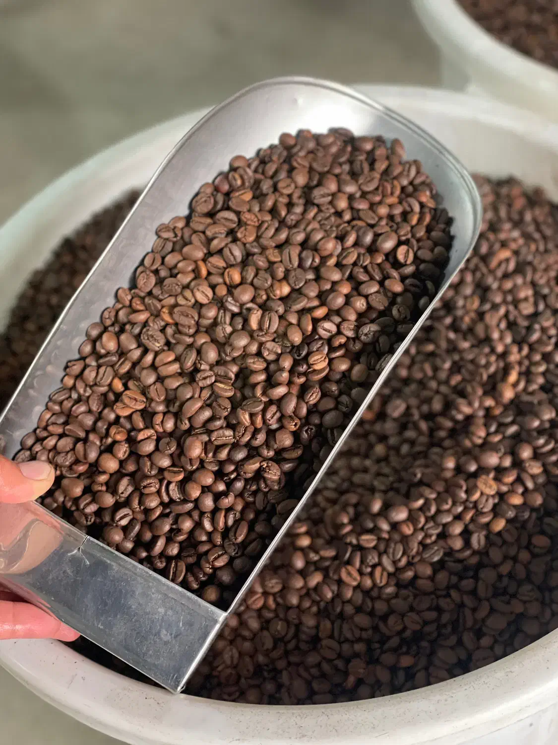 قهوه|کافی‌شاپ و رستوران|بوکان, |دیوار