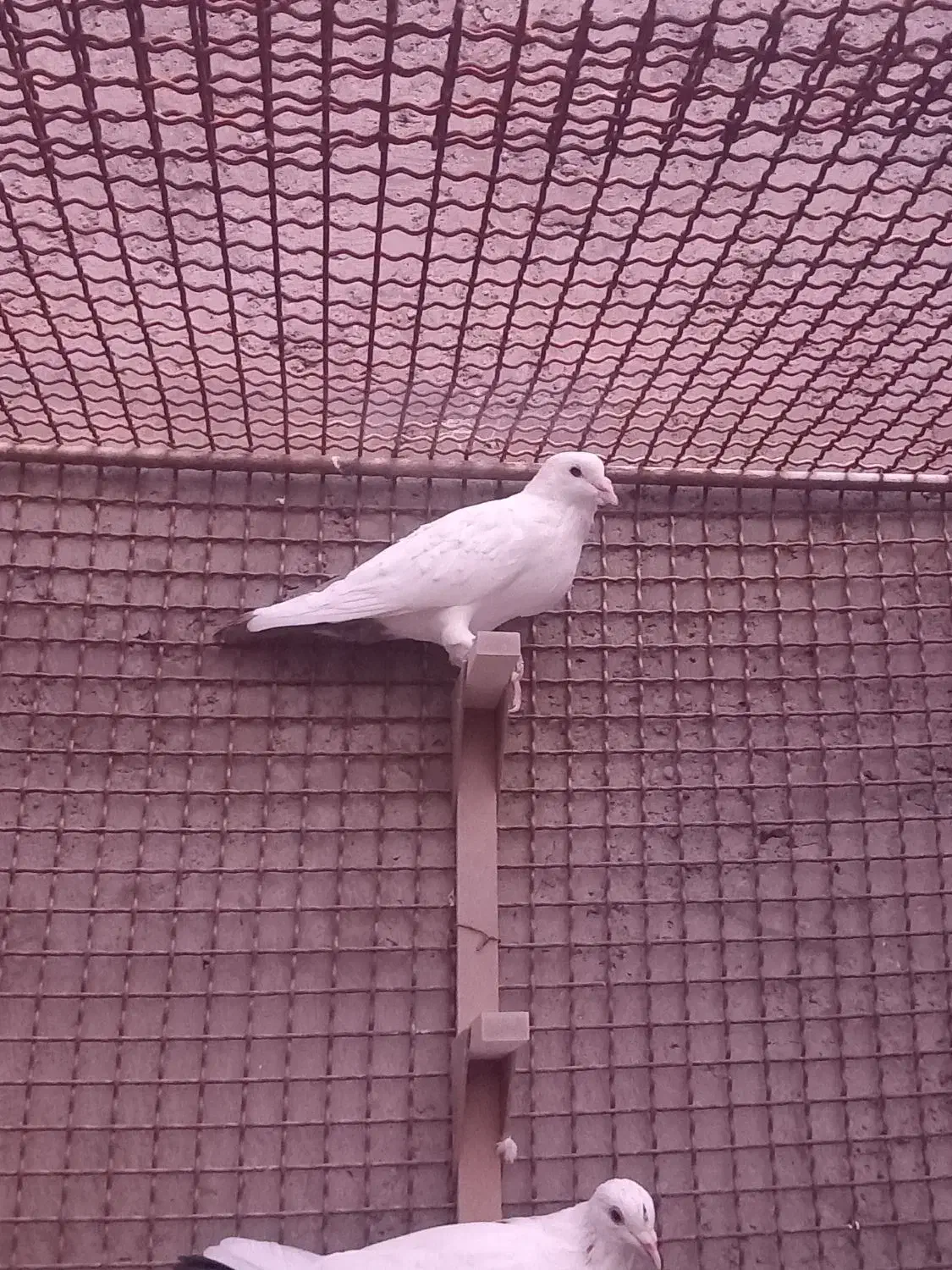 نر دم قهوه ای دم قفل|پرنده|راور, |دیوار