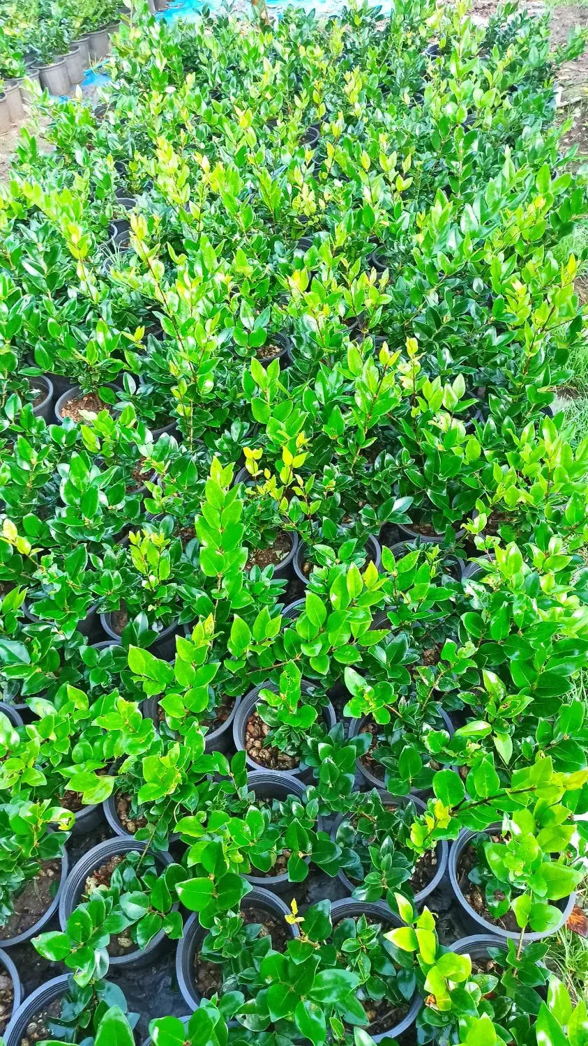 یاس هلندی|گل و گیاه طبیعی|رودسر, |دیوار