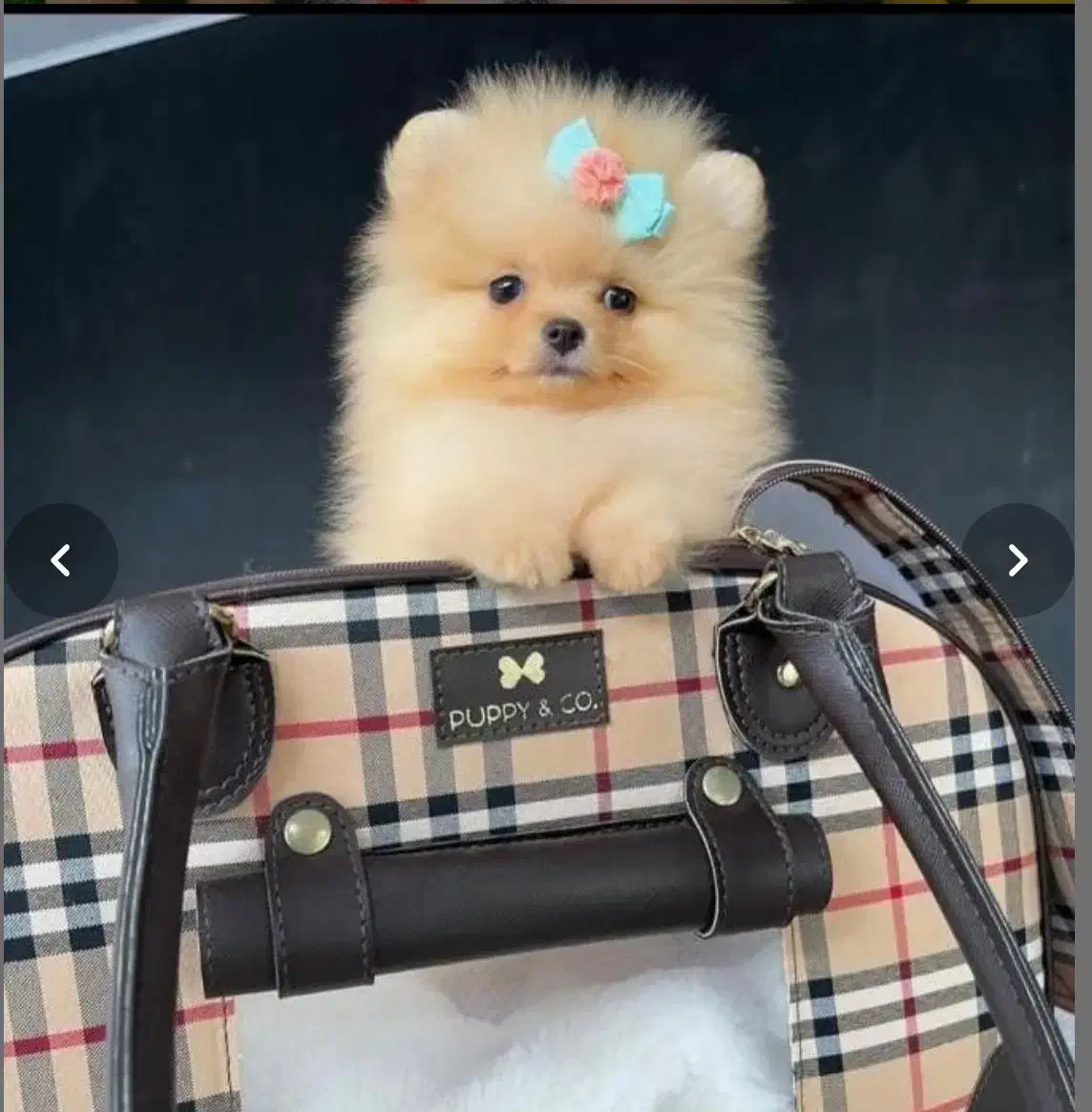 انوا.ع نژاد سگ های آپارتمانی|سگ|شیراز, فضلآباد|دیوار