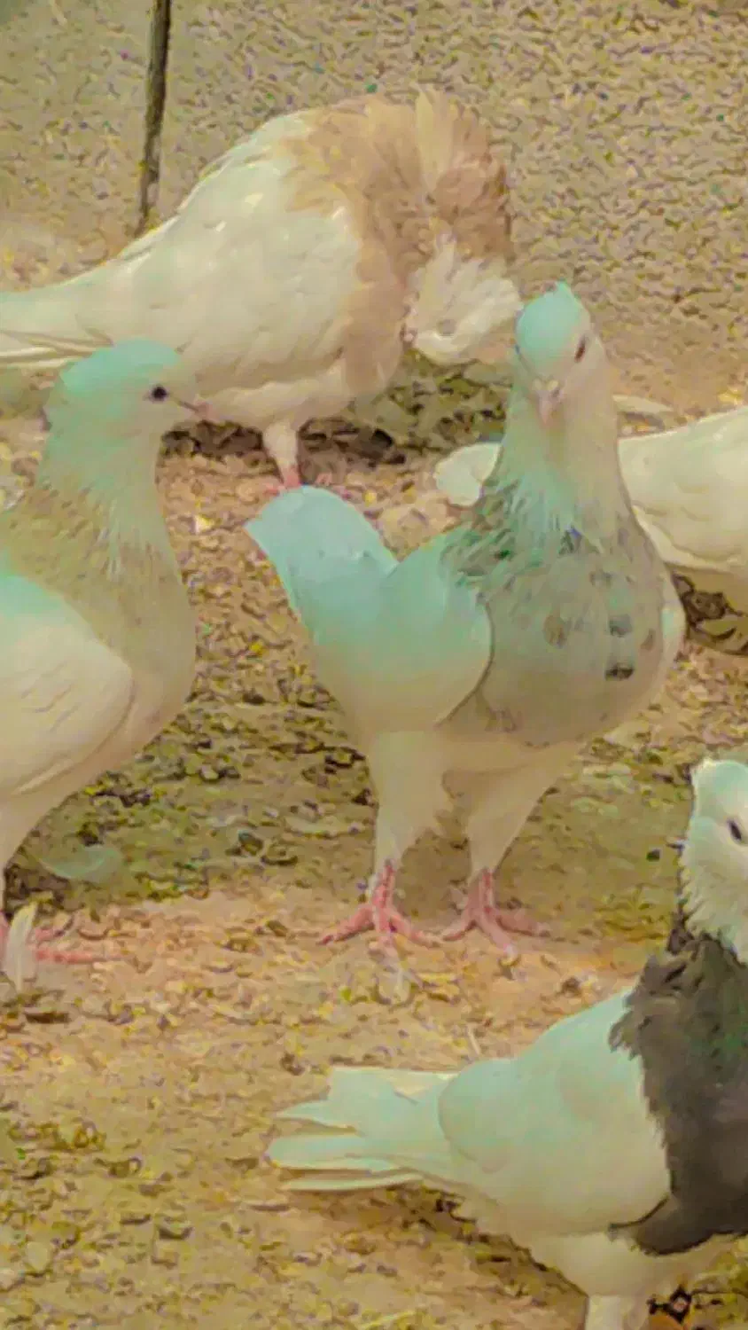 طوقی اجری9عدد|پرنده|بستک, |دیوار