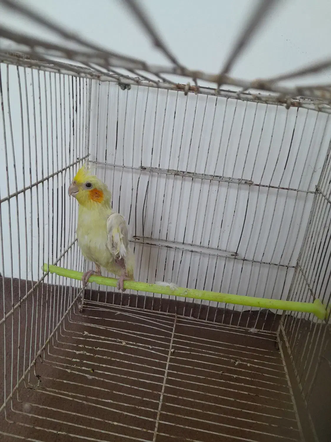 عروس هلندی نر|پرنده|مشهد, رده|دیوار