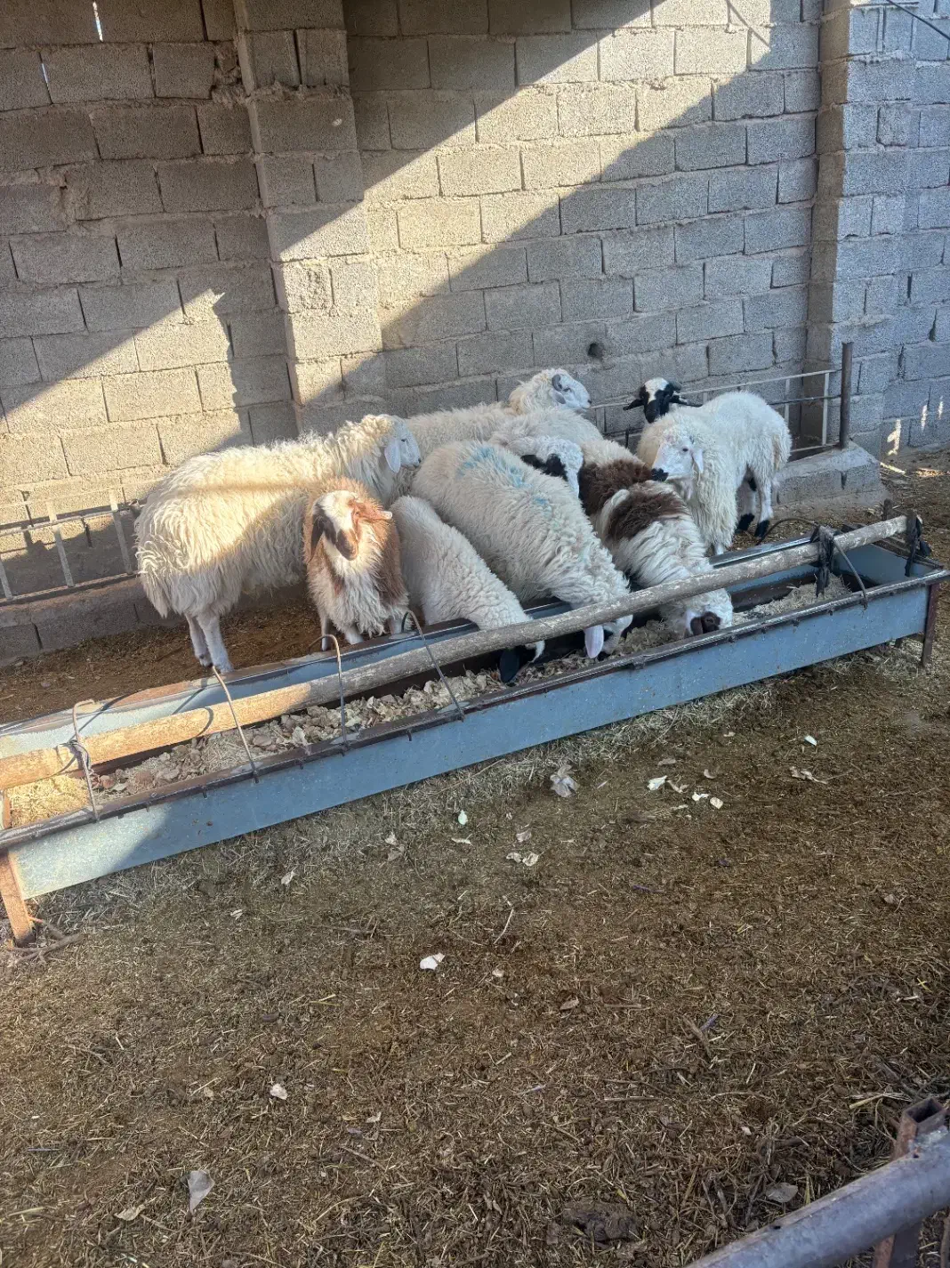 بره|حیوانات مزرعه|ماهان, |دیوار