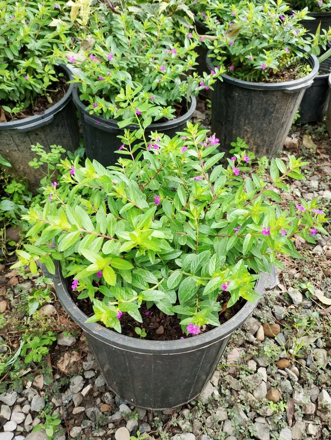 کوفیا یا گل مرجانی سطل ۱۰|گل و گیاه طبیعی|واجارگاه, |دیوار