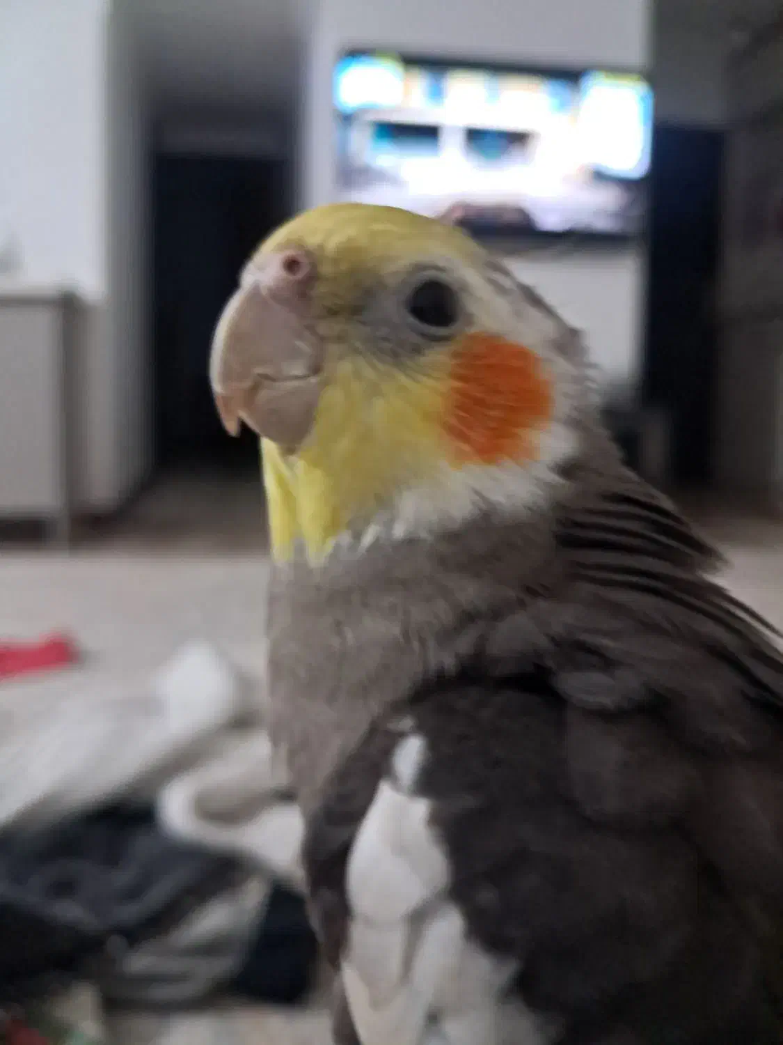 عروس هلندی|پرنده|تهران, شهرک شریفی|دیوار