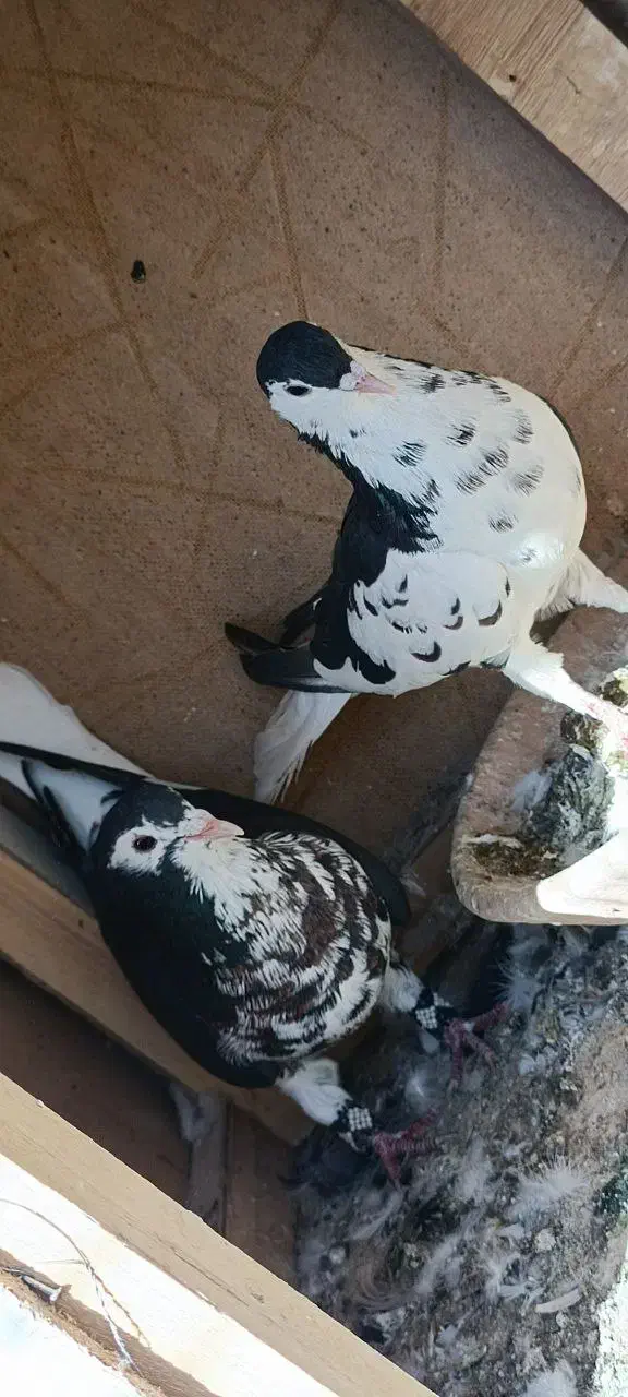 جفت افشون|پرنده|تربت‌حیدریه, شهرک ولیعصر|دیوار