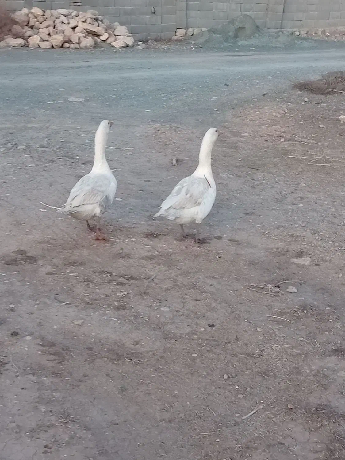 غاز|حیوانات مزرعه|کرمانشاه, |دیوار