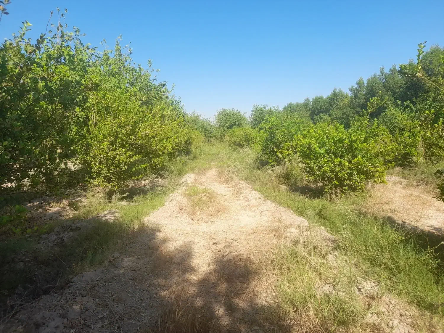 باغچه ۱۳۰۰ متری|فروش دفتر صنعتی، کشاورزی، تجاری|اندیمشک, |دیوار