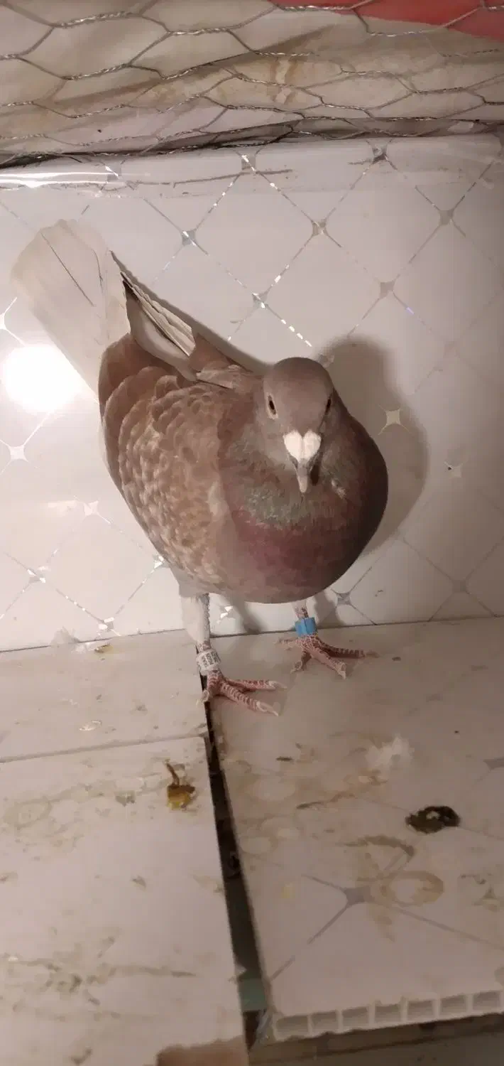 دوبر قوری پلاک ۲۰۲۵|پرنده|کوثر, |دیوار