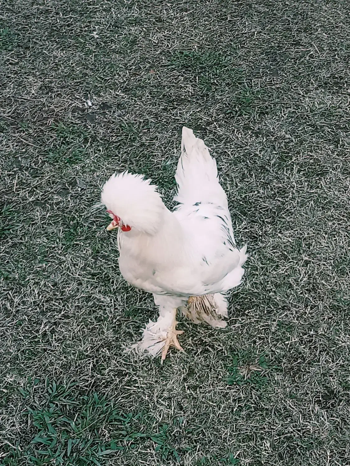 مرغ و خروس زینتی سلطان لهستانی|حیوانات مزرعه|گوراب زرمیخ, |دیوار