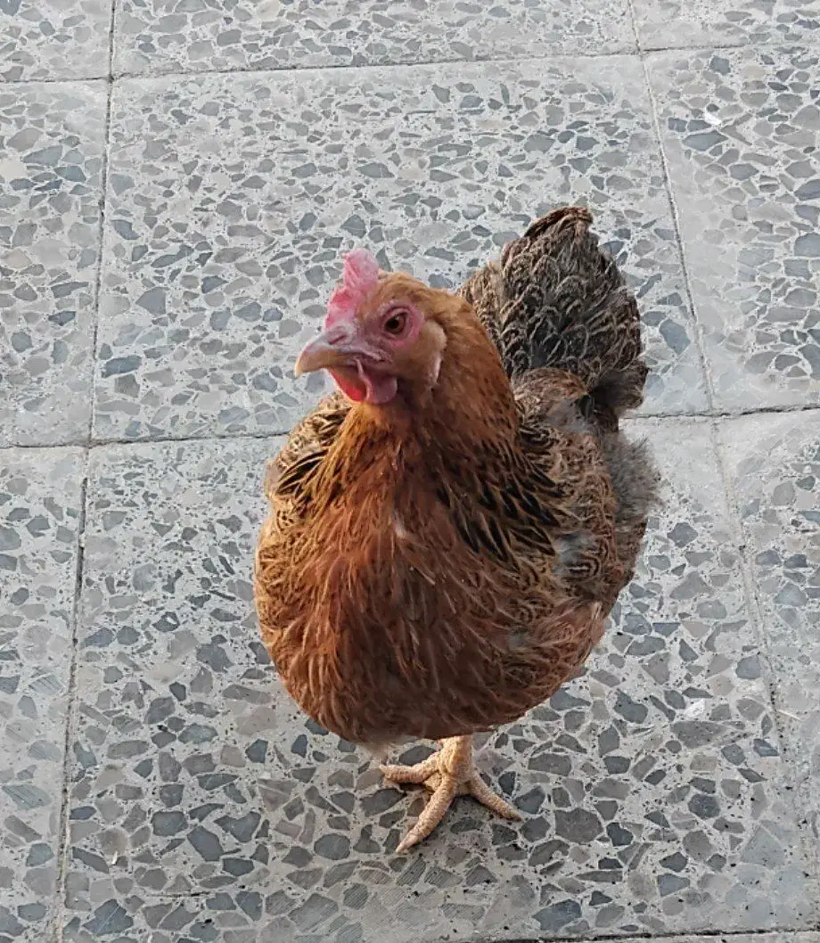 مرغ محلی|حیوانات مزرعه|دهلران, |دیوار