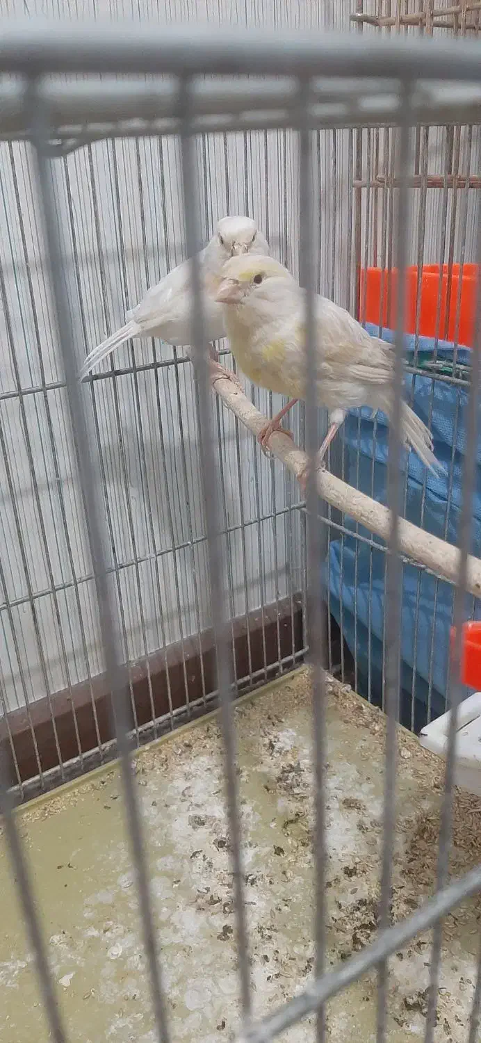 ۲ عددماده|پرنده|پاکدشت, پاکدشت (مامازند)|دیوار