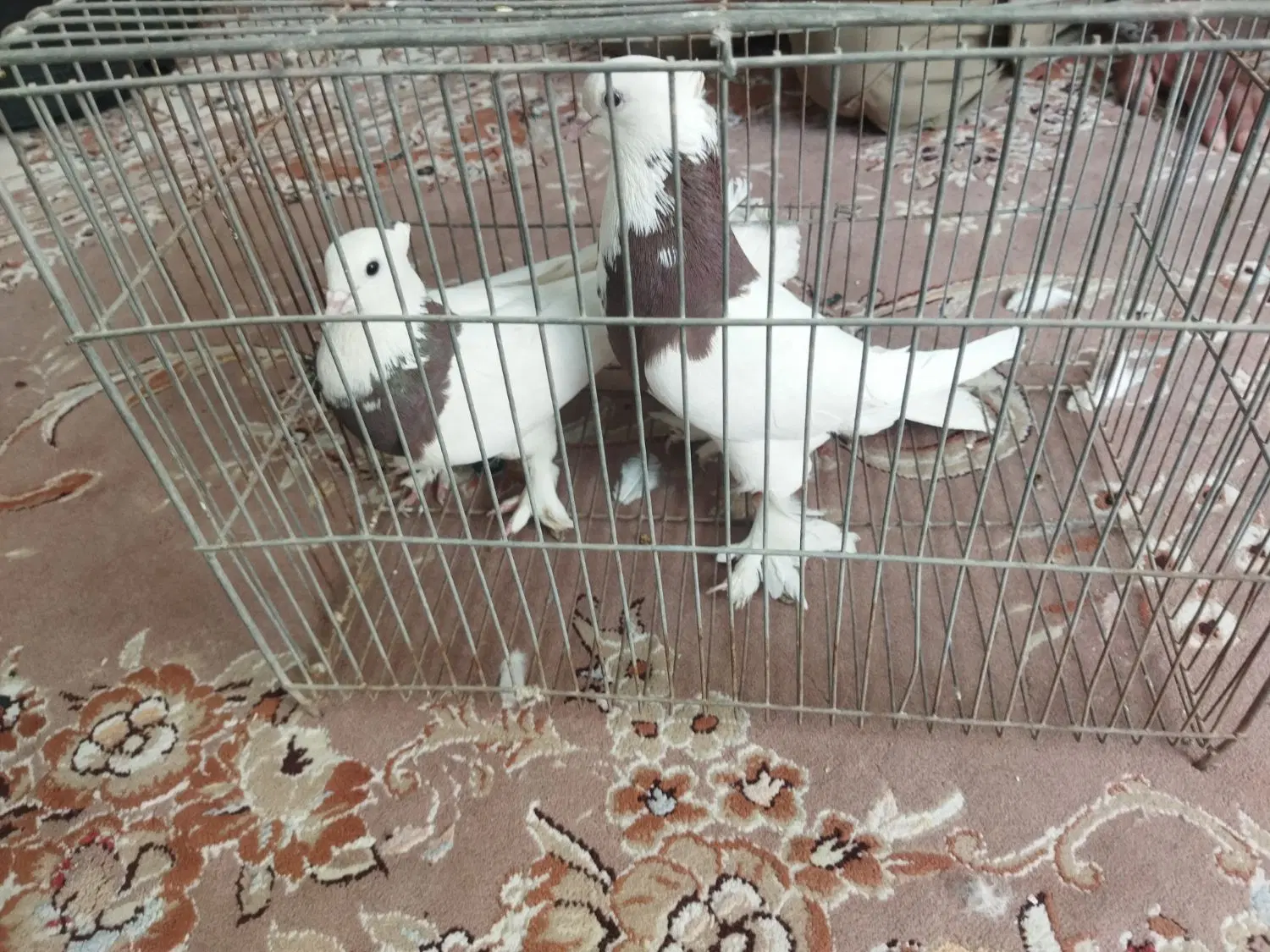 طوقی|پرنده|برخوار, |دیوار