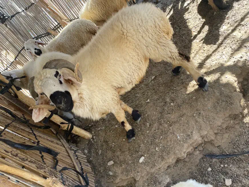 حیوانات|حیوانات مزرعه|توکهور, |دیوار