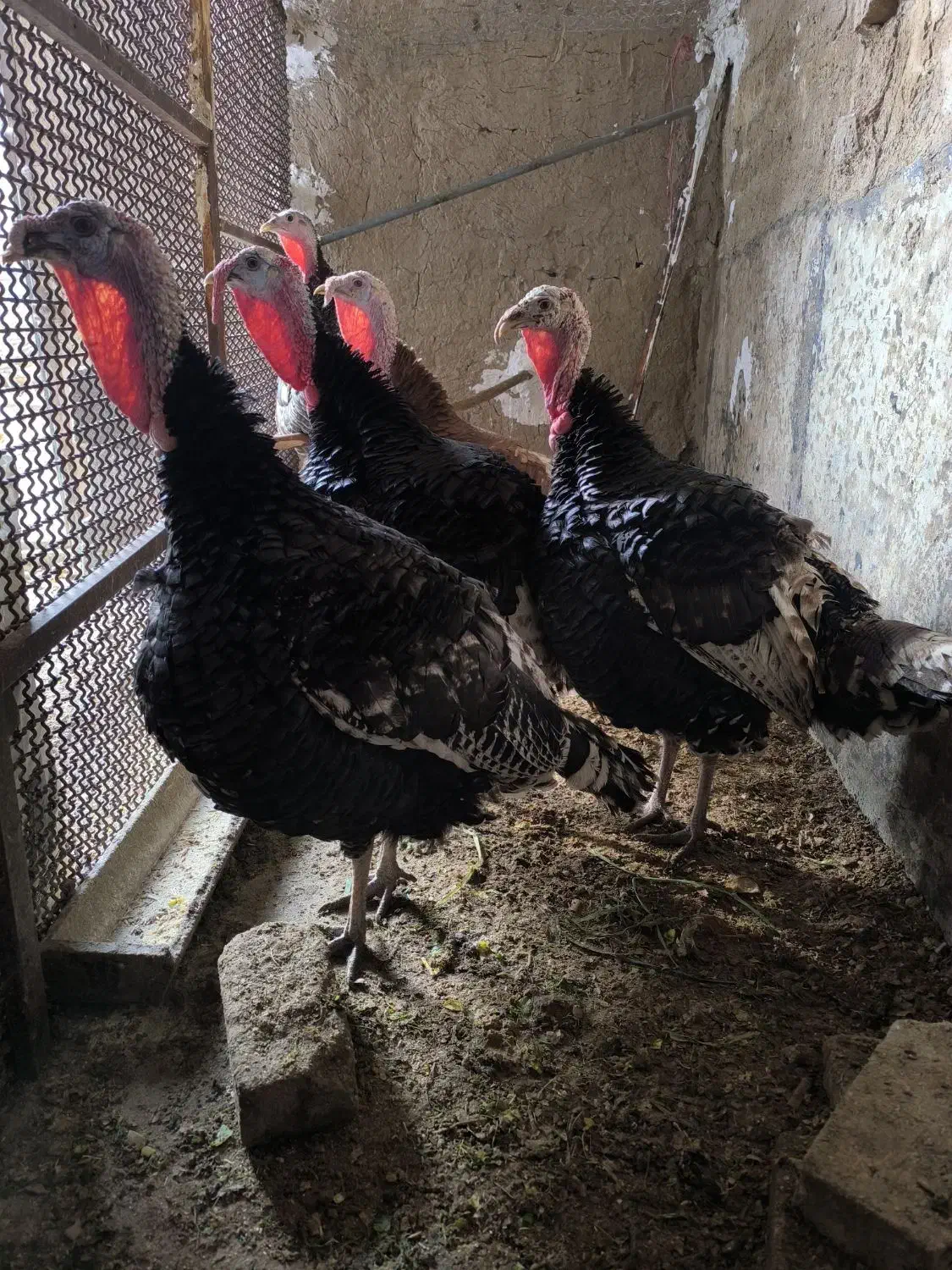 فروش بقلمون نر و ماده|حیوانات مزرعه|تویسرکان, |دیوار