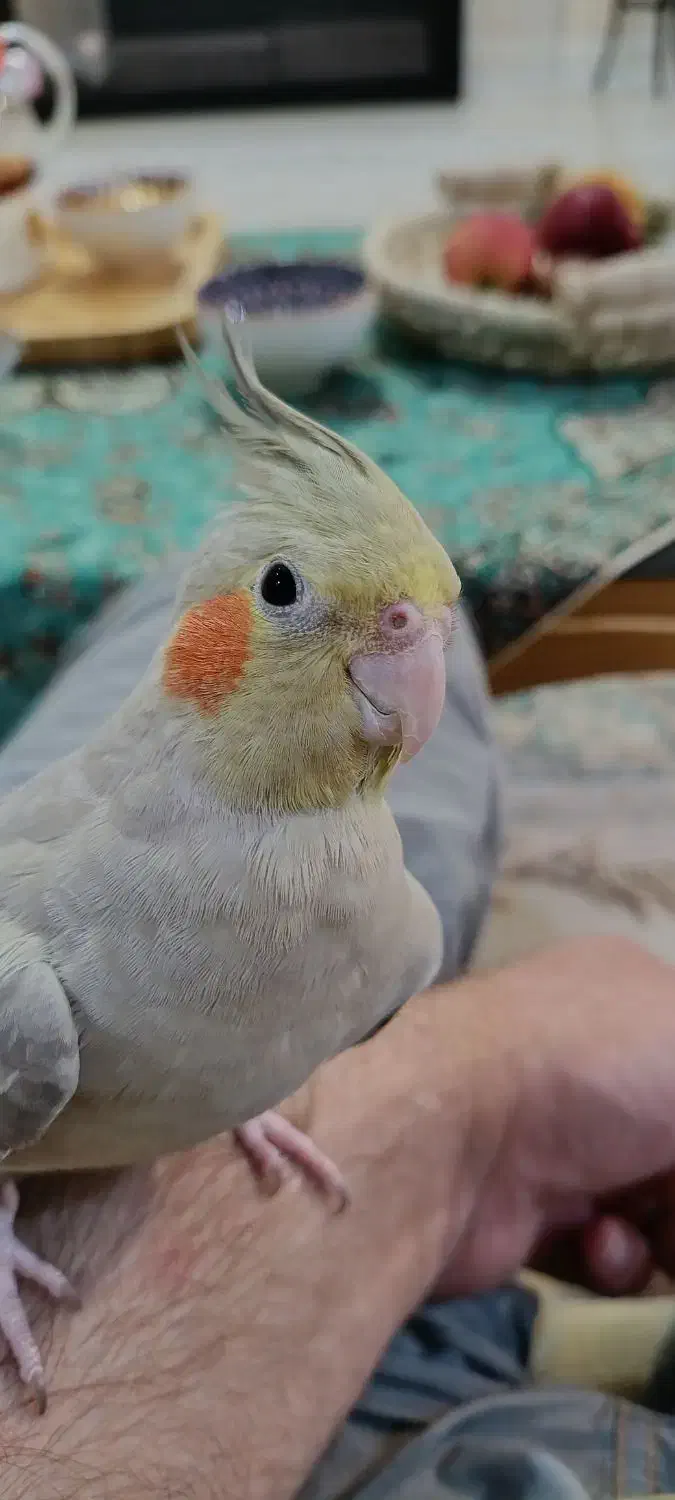 عروس هلندی آهویی|پرنده|اهواز, کوی باهنر|دیوار