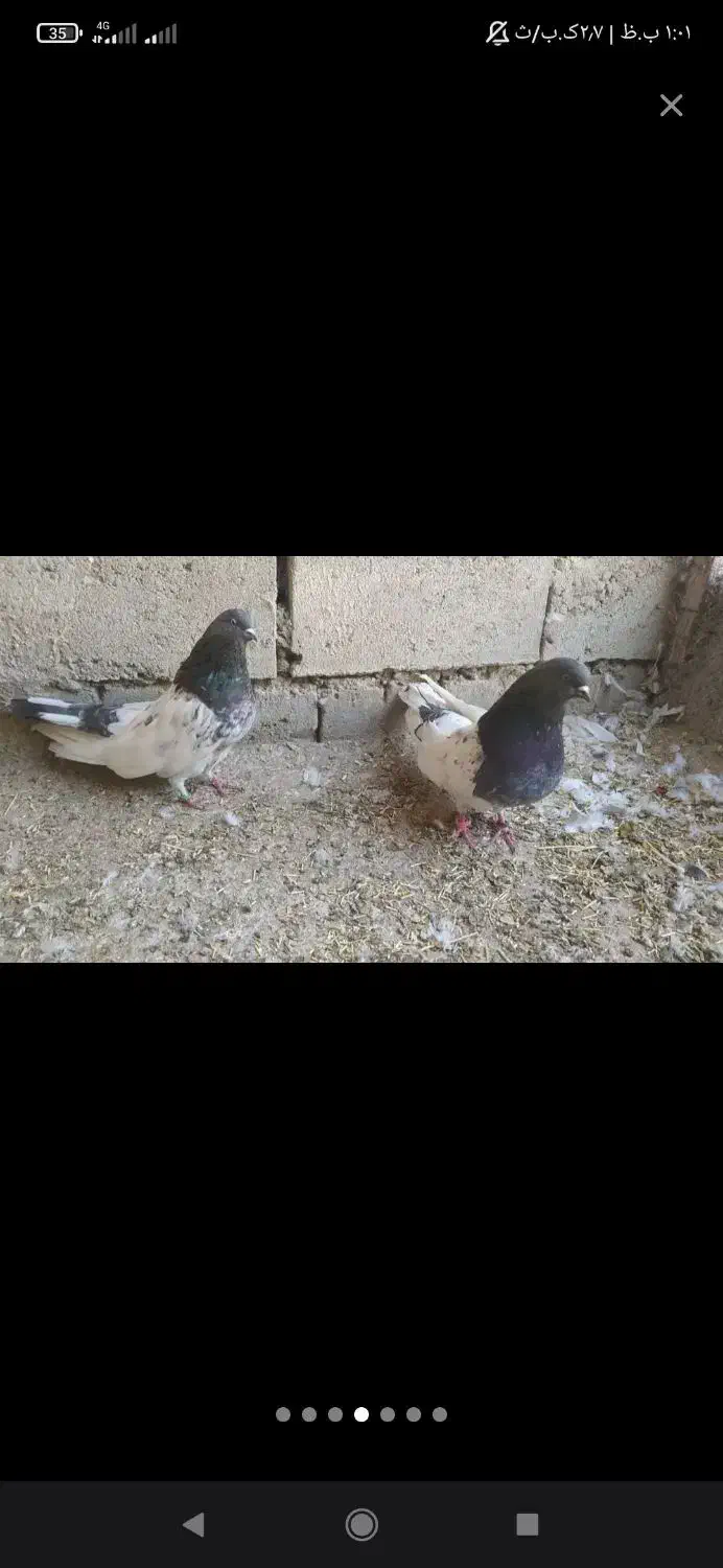 کبوتر کله ای|پرنده|لیلان, |دیوار