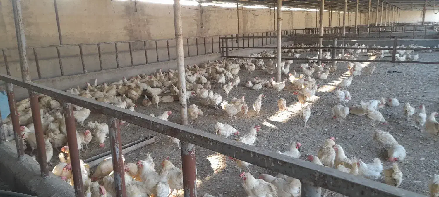 مزغ‌اراک‌|حیوانات مزرعه|اهواز, حصیرآباد|دیوار